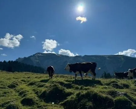 Monkey Barn Morzine Les Gets La Cote d'Arbroz